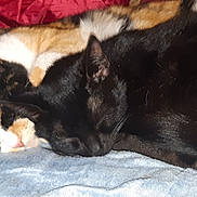 Kyara Et Sela a rejoint le concours — aidez-le/la à gagner de superbes lots ! canidae, carnivore, cat, dog_breed, fawn, felidae, fur, kitten, mammal, nap, sleep, small_to_medium_sized_cats, snout, whiskers