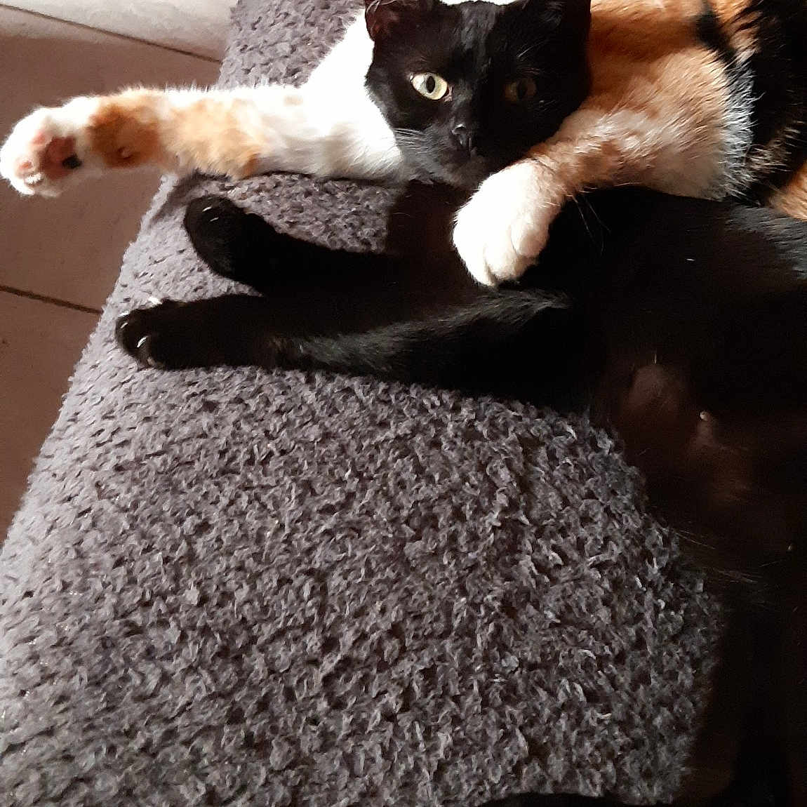 Kyara Et Sela