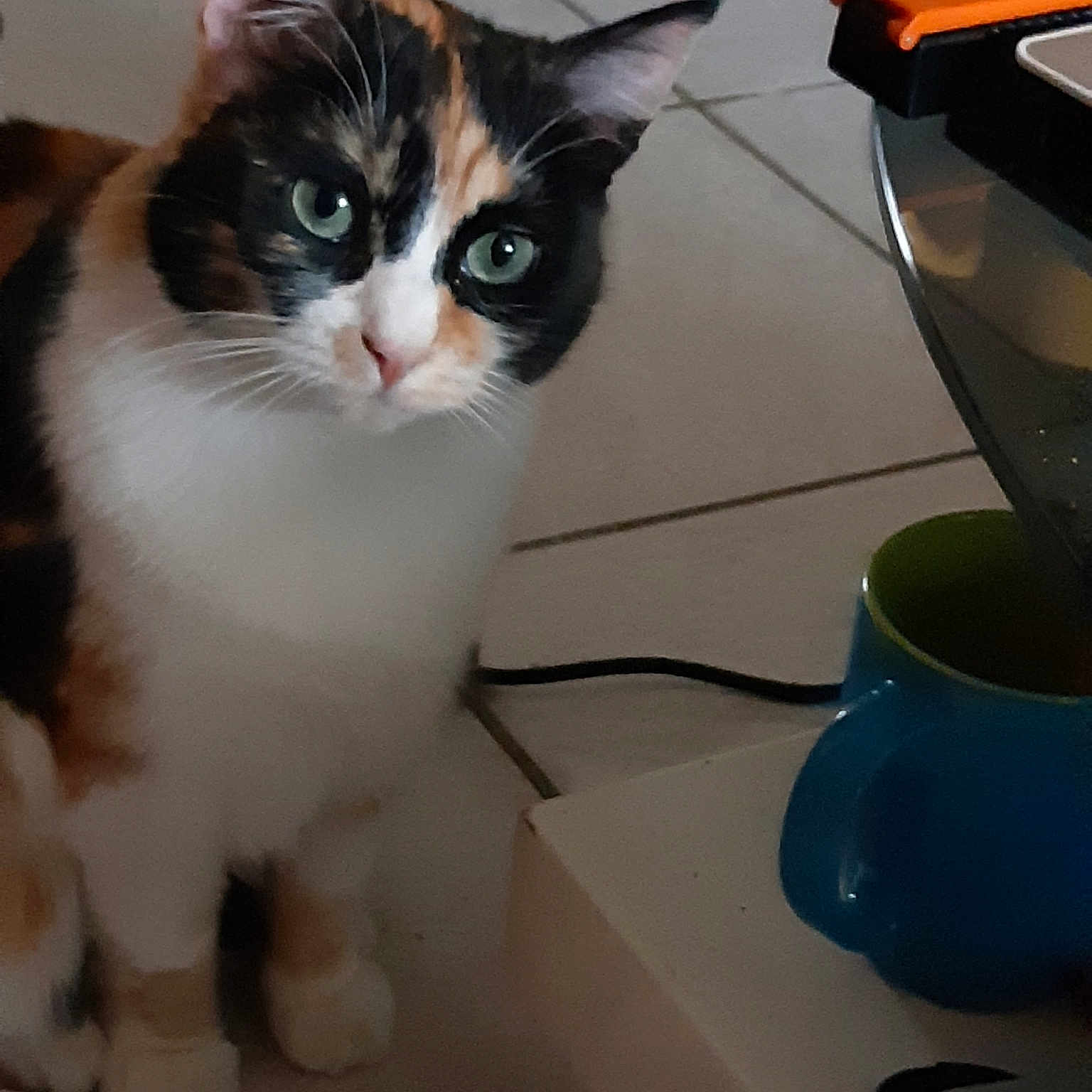 Sela