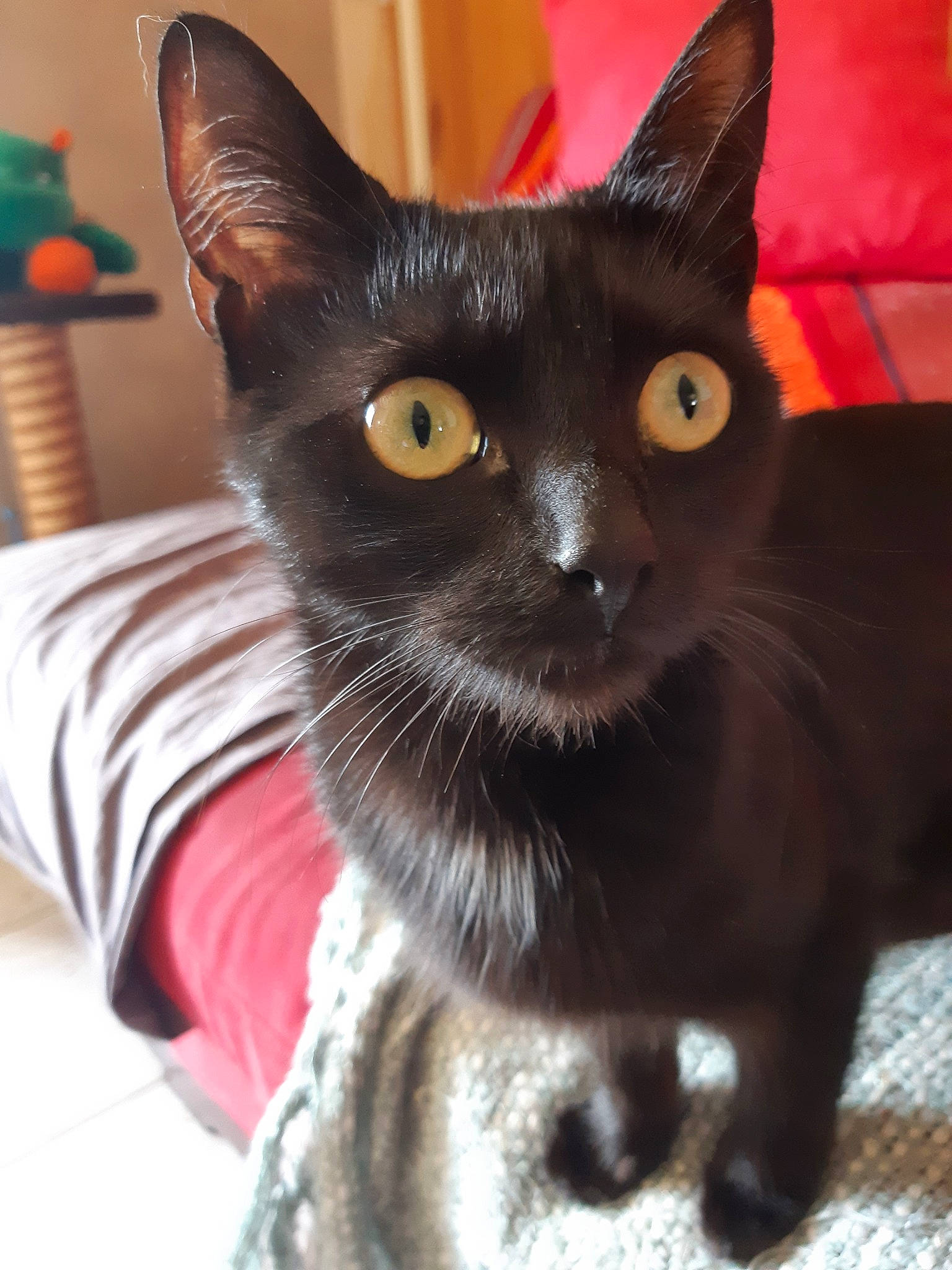 Kyara participe au concours pour gagner de l'argent avec cette photo : asian, black_cat, bombay, burmese, cat, cat_like_mammal, domestic_short_haired_cat, eye, fur, kitten, small_to_medium_sized_cats, snout, whiskers