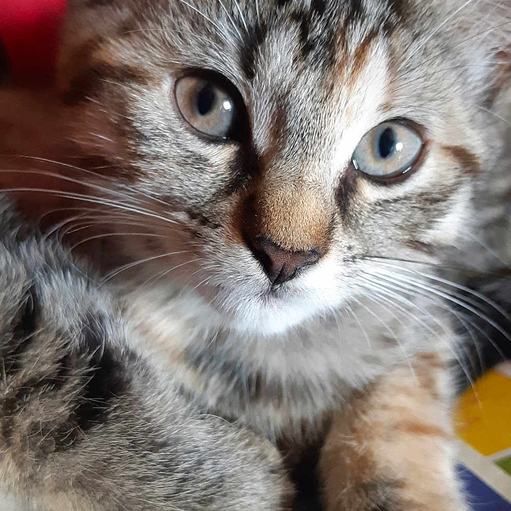 Kaya