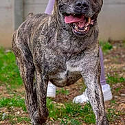 Geko participe au concours pour gagner de l'argent avec cette photo : animal, background, brindle, canine, dog, friendly, fur, grass, happy, leaves, legs, mammal, nature, outdoor, person, pet, playful, sneakers, tongue, walking
