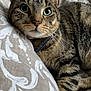 Tommy a rejoint le concours — aidez-le/la à gagner de superbes lots ! cat, tabby, pet, animal, feline, whiskers, green_eyes, close_up, relaxed, bed, blanket, patterned, fur, domestic_cat, cute, resting, indoor, soft, comfort, curious