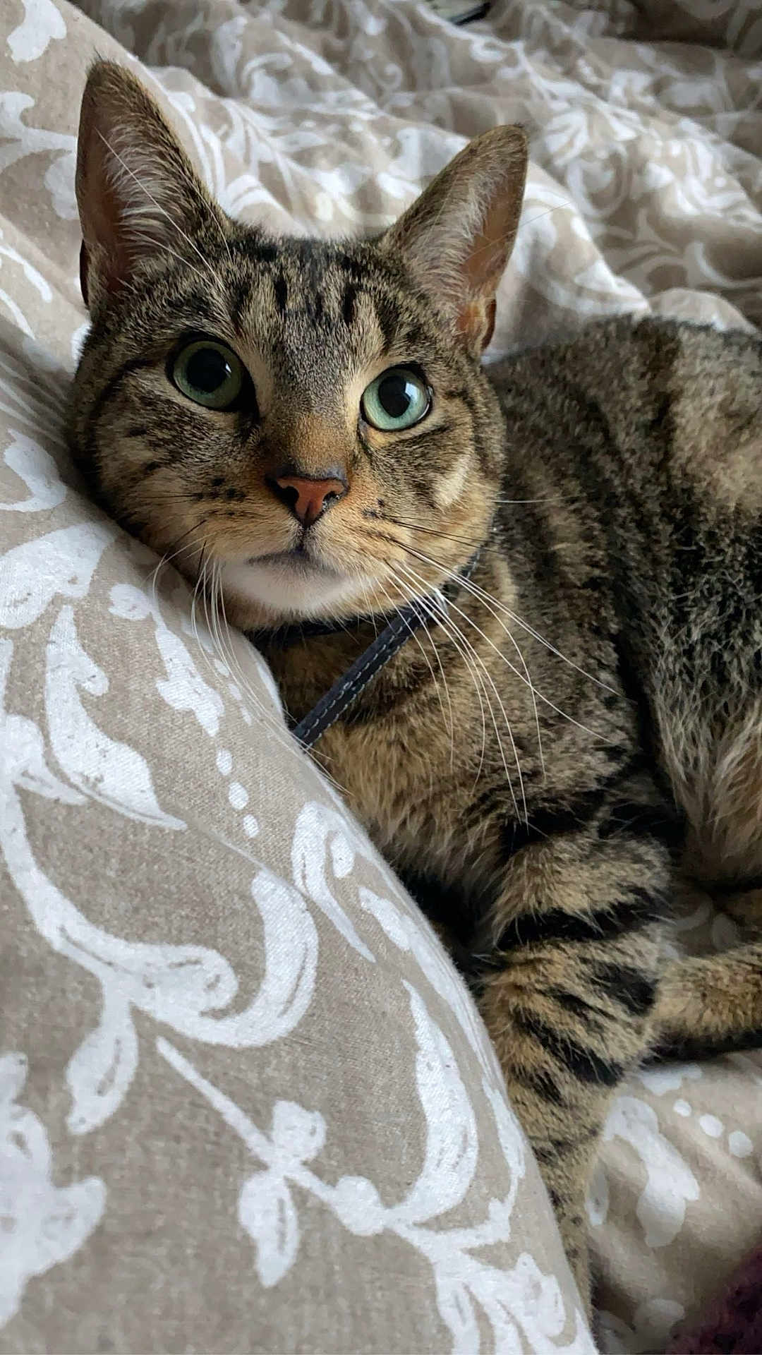 Tommy