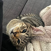Tommy a rejoint le concours — aidez-le/la à gagner de superbes lots ! cat, tabby, pet, animal, indoor, blanket, couch, fur, whiskers, curious, cozy, relaxed, closeup, face, ears, texture, soft, resting, feline, cute