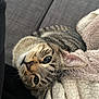 cat, tabby, pet, animal, indoor, blanket, couch, fur, whiskers, curious, cozy, relaxed, closeup, face, ears, texture, soft, resting, feline, cute