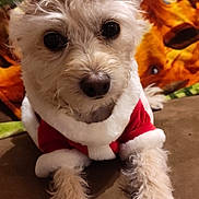 Button joined the competition — help win amazing prizes! dog, white_dog, pet, santa_hat, christmas_costume, festive, holiday, cute, fluffy, close_up, indoors, couch, furry, animal, portrait, decor, christmas, holiday_season, cozy, cute_pet