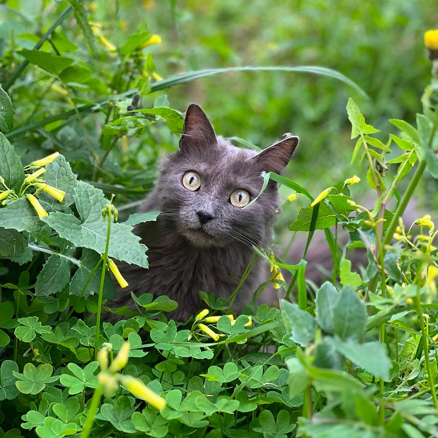 Odessa a rejoint le concours — aidez-le/la à gagner de superbes lots ! animal, cat, closeup, clover, curious, eyes, flora, fur, garden, gray_cat, greenery, leaf, nature, outdoor, pet, plants, portrait, spring, wildlife, yellow_flowers