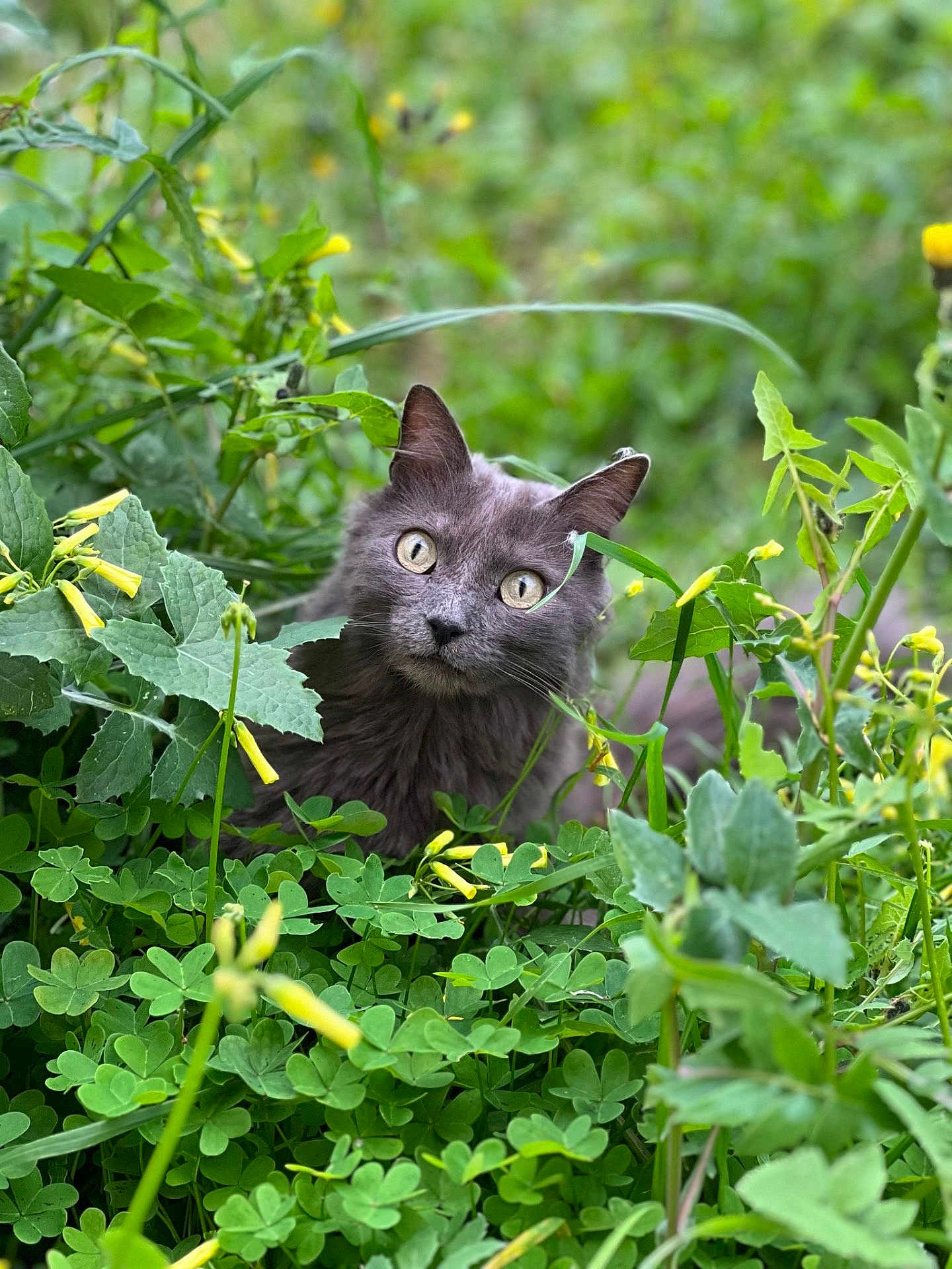 Odessa a rejoint le concours — aidez-le/la à gagner de superbes lots ! cat, gray_cat, animal, pet, greenery, clover, yellow_flowers, plants, nature, outdoor, curious, eyes, fur, wildlife, closeup, portrait, flora, leaf, spring, garden