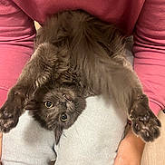 Odessa participe au concours pour gagner de l'argent avec cette photo : cat, gray_cat, pet, furry, upside_down, stretching, fang, paws, person, lap, pink_sweater, jeans, indoor, funny_pose, cute, animal, mammal, whiskers, claws, relaxed