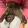 cat, gray_cat, pet, furry, upside_down, stretching, fang, paws, person, lap, pink_sweater, jeans, indoor, funny_pose, cute, animal, mammal, whiskers, claws, relaxed