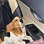 dog, beagle, puppy, sleeping, car_interior, car_door, seat, leather, pet, animal, cozy, relaxed, cute, ears, collar, window, door_handle, seatbelt, resting, young_dog