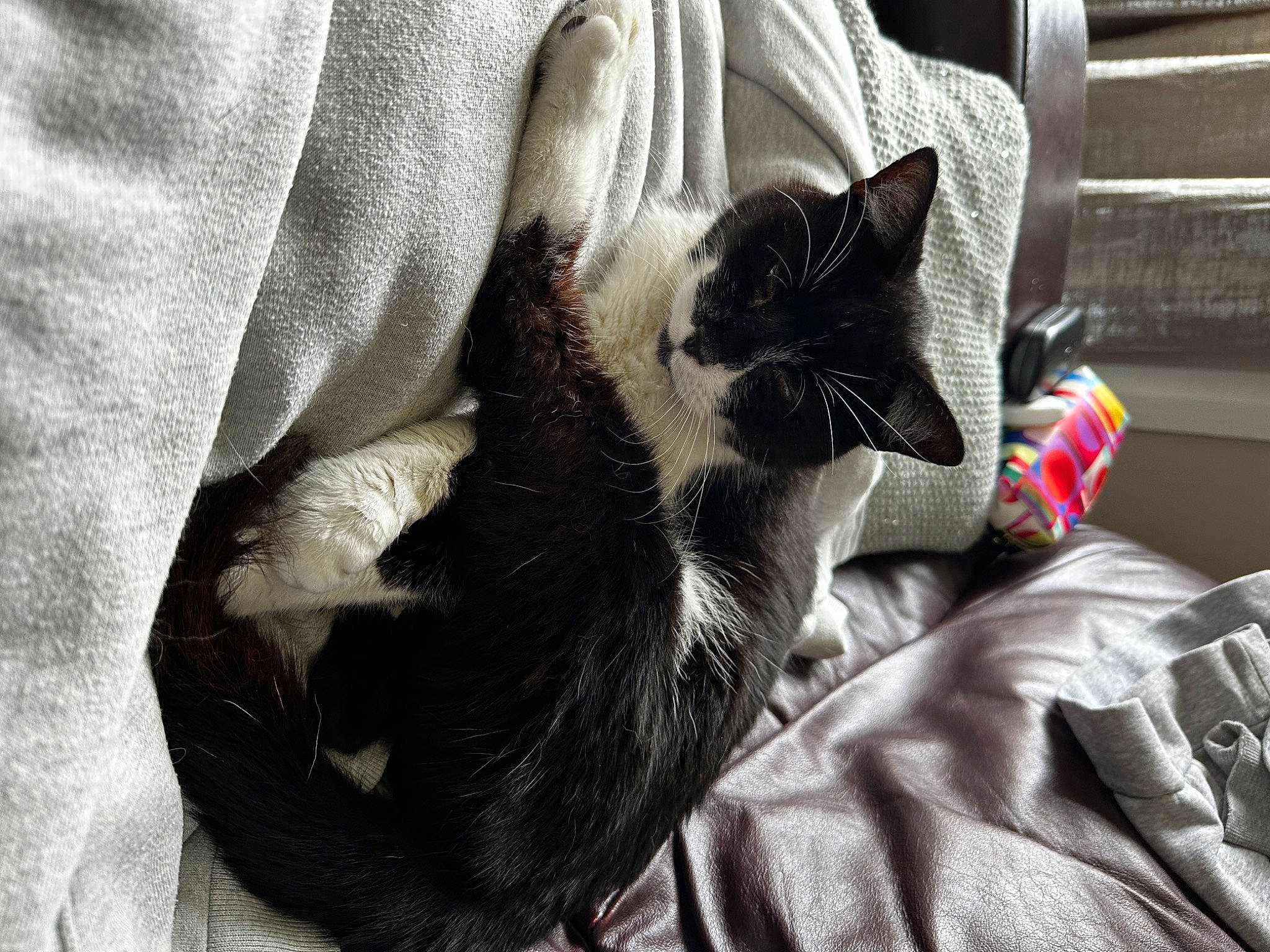 Allan joined the competition — help win amazing prizes! black_cat, carnivore, cat, claw, comfort, domestic_short_haired_cat, eye, felidae, fur, gesture, grey, human_leg, linens, nap, paw, sleeve, small_to_medium_sized_cats, snout, textile, whiskers