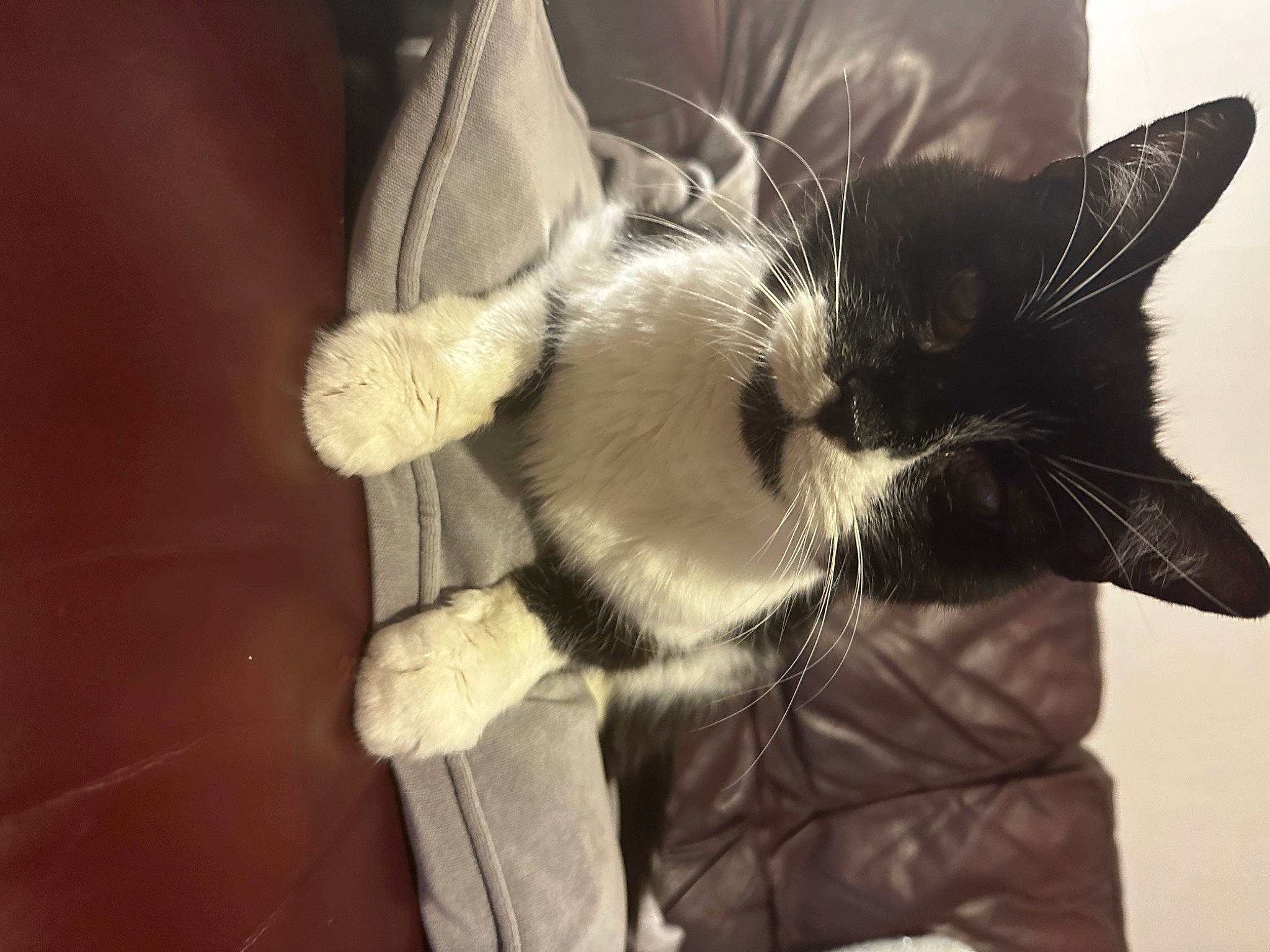 Allan joined the competition — help win amazing prizes! black_cat, canidae, carnivore, cat, claw, comfort, domestic_short_haired_cat, ear, felidae, fur, gesture, monochrome_photography, nap, paw, small_to_medium_sized_cats, snout, tail, whiskers