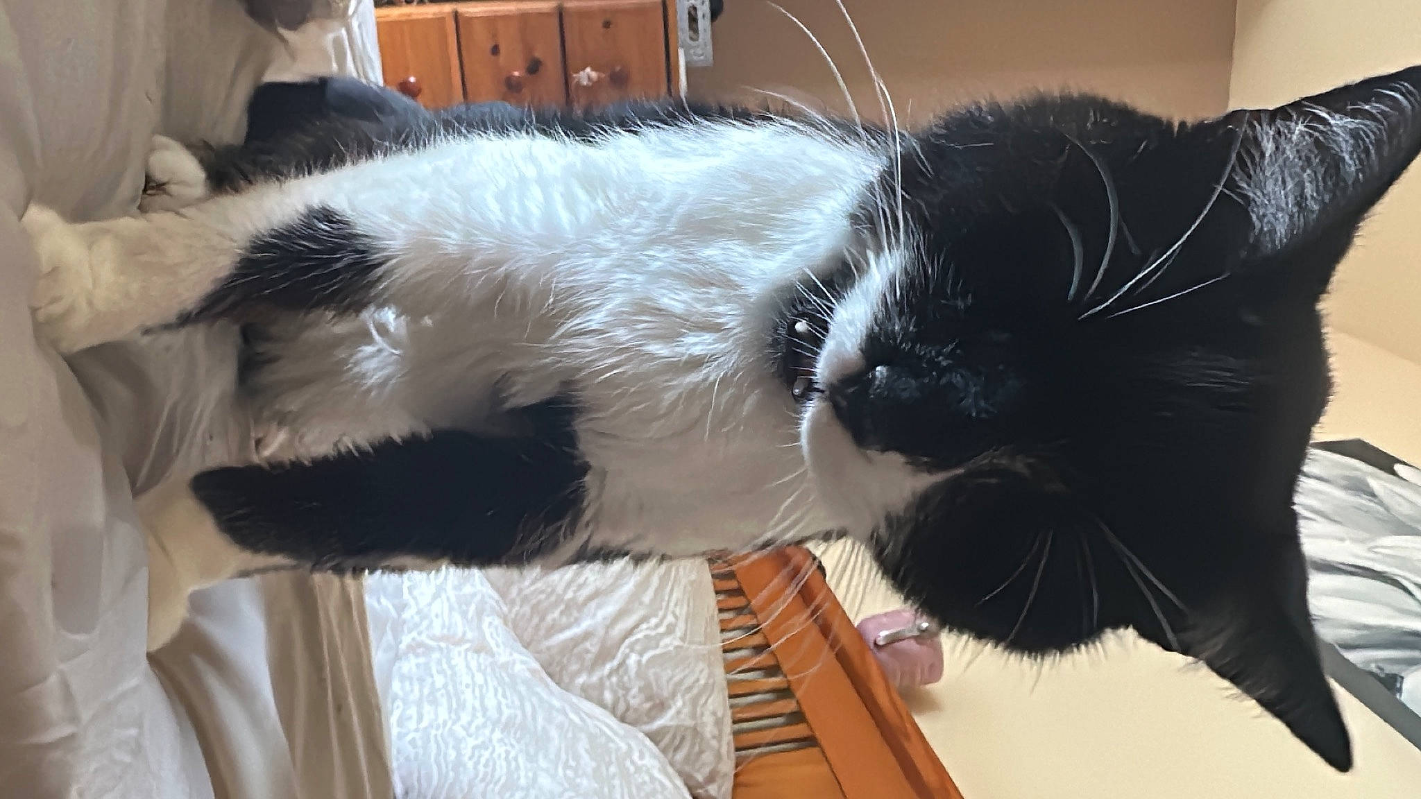 Allan is registered to the contest to win money with this photo: carnivore, cat, cat_supply, chair, claw, collar, comfort, companion_dog, domestic_short_haired_cat, felidae, flowerpot, fur, lap, paw, pet_supply, small_to_medium_sized_cats, snout, tail, terrestrial_animal, whiskers