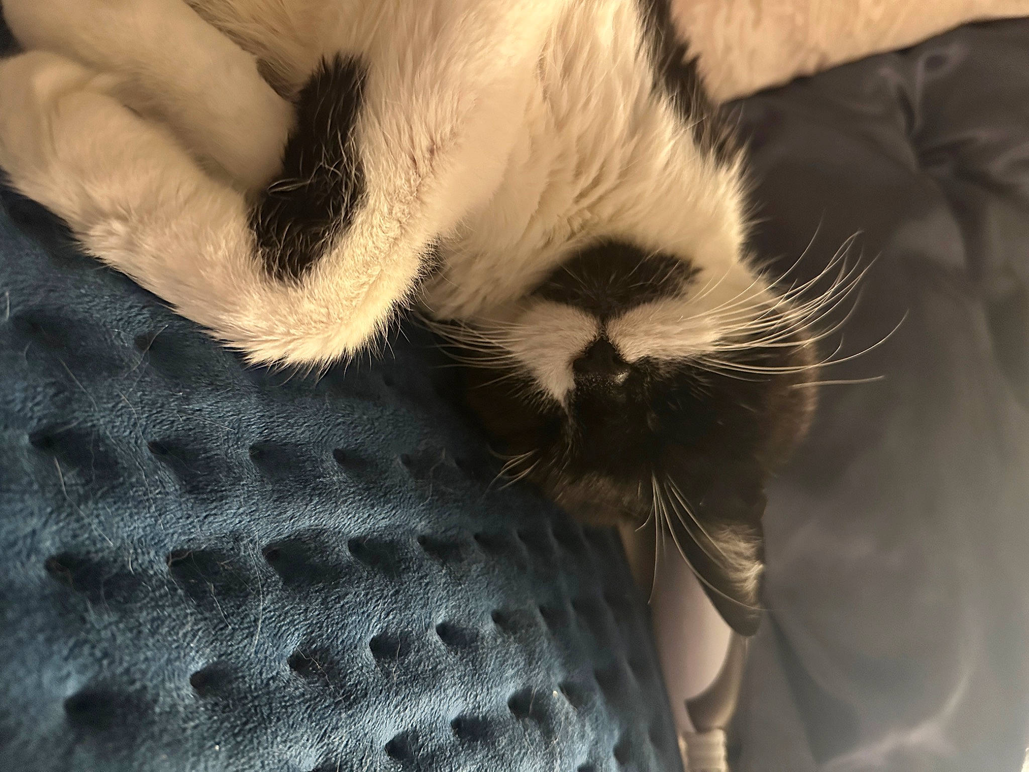 Allan joined the competition — help win amazing prizes! balinese, carnivore, cat, claw, comfort, domestic_short_haired_cat, eyelash, felidae, foot, fur, gesture, human_leg, nail, nap, paw, small_to_medium_sized_cats, snout, tail, thai, whiskers