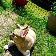 Shana participe au concours pour gagner de l'argent avec cette photo : dog, french_bulldog, grass, outdoor, sunlight, pet, animal, garden, fence, plant, potted_plant, relaxing, daytime, nature, canine, small_dog, brown_dog, white_paw, side_view, peaceful