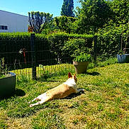Shana a rejoint le concours — aidez-le/la à gagner de superbes lots ! animal, backyard, blue_sky, canine, daytime, dog, fence, garden, grass, greenery, leisure, nature, outdoor, pet, plant_pot, relaxed, shrub, sunlight, sunny, tree