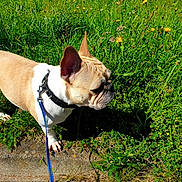 Shana participe au concours pour gagner de l'argent avec cette photo : close_up, collar, curb, dog, drain, french_bulldog, grass, greenery, leash, nature, outdoors, paw, pet, portrait, shadow, sidewalk, small_breed, sunny, walking, wildflowers