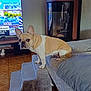 Shana a rejoint le concours — aidez-le/la à gagner de superbes lots ! dog, french_bulldog, stairs, bed, pillow, television, fireplace, floor, carpet, living_room, pet, animal, furniture, indoor, wood_floor, curious, resting_place, home, cozy, watching