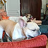 Shana a rejoint le concours — aidez-le/la à gagner de superbes lots ! blur, cabinet, couch, dog, door, elderly_man, french_bulldog, furniture, glasses, home, indoors, living_room, motion, orange_shirt, person, pet, red_cushion, relaxing, seated, tongue_out