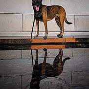 Jag is registered to the contest to win money with this photo: alert, animal, black, brown, canine, dog, guard_dog, happy, leash, loyal, outdoor, pet, photography, portrait, reflection, shadow, standing, tile_wall, tongue_out, water