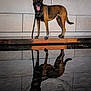alert, animal, black, brown, canine, dog, guard_dog, happy, leash, loyal, outdoor, pet, photography, portrait, reflection, shadow, standing, tile_wall, tongue_out, water