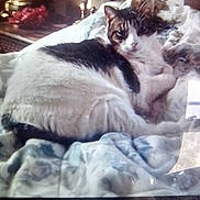 Lucy is registered to the contest to win money with this photo: animal, bed, black, blanket, brown, cat, cozy, cute, domestic, feline, fur, furniture, home, indoor, lamp, pet, relaxing, resting, sleepy, white