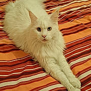 Doudou participe au concours pour gagner de l'argent avec cette photo : cat, white_cat, fluffy, pet, animal, bed, striped_bedspread, orange, red, relaxed, stretching, feline, indoor, cute, fur, whiskers, ears, tail, paws, looking