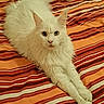 cat, white_cat, fluffy, pet, animal, bed, striped_bedspread, orange, red, relaxed, stretching, feline, indoor, cute, fur, whiskers, ears, tail, paws, looking