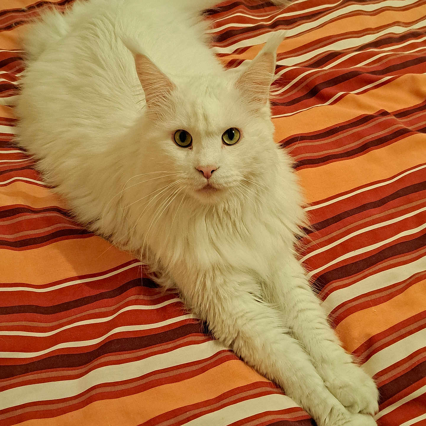 Doudou participe au concours pour gagner de l'argent avec cette photo : cat, white_cat, fluffy, pet, animal, bed, striped_bedspread, orange, red, relaxed, stretching, feline, indoor, cute, fur, whiskers, ears, tail, paws, looking