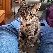 Arlo a rejoint le concours — aidez-le/la à gagner de superbes lots ! animal, cat, couch, cozy, curious, domestic, feline, furniture, home, indoor, jeans, kitten, legs, person, pet, plant, relaxed, sitting, tabby, wooden_cabinet