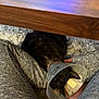 Volodymyr Zelensky is registered to the contest to win money with this photo: cat, black_cat, cone, protective_collar, pet, indoor, carpet, wooden_table, legs, gray_sweatpants, resting, cozy, animal, feline, home, relaxing, domestic_animal, floor, closeup, comfort