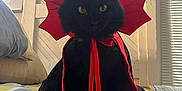 Volodymyr Zelensky is registered to the contest to win money with this photo: cat, black_cat, costume, cape, red, bed, striped_bedspread, indoor, pet, animal, window, hat_rack, hats, feline, portrait, fur, yellow_eyes, cute, domestic_cat, sitting