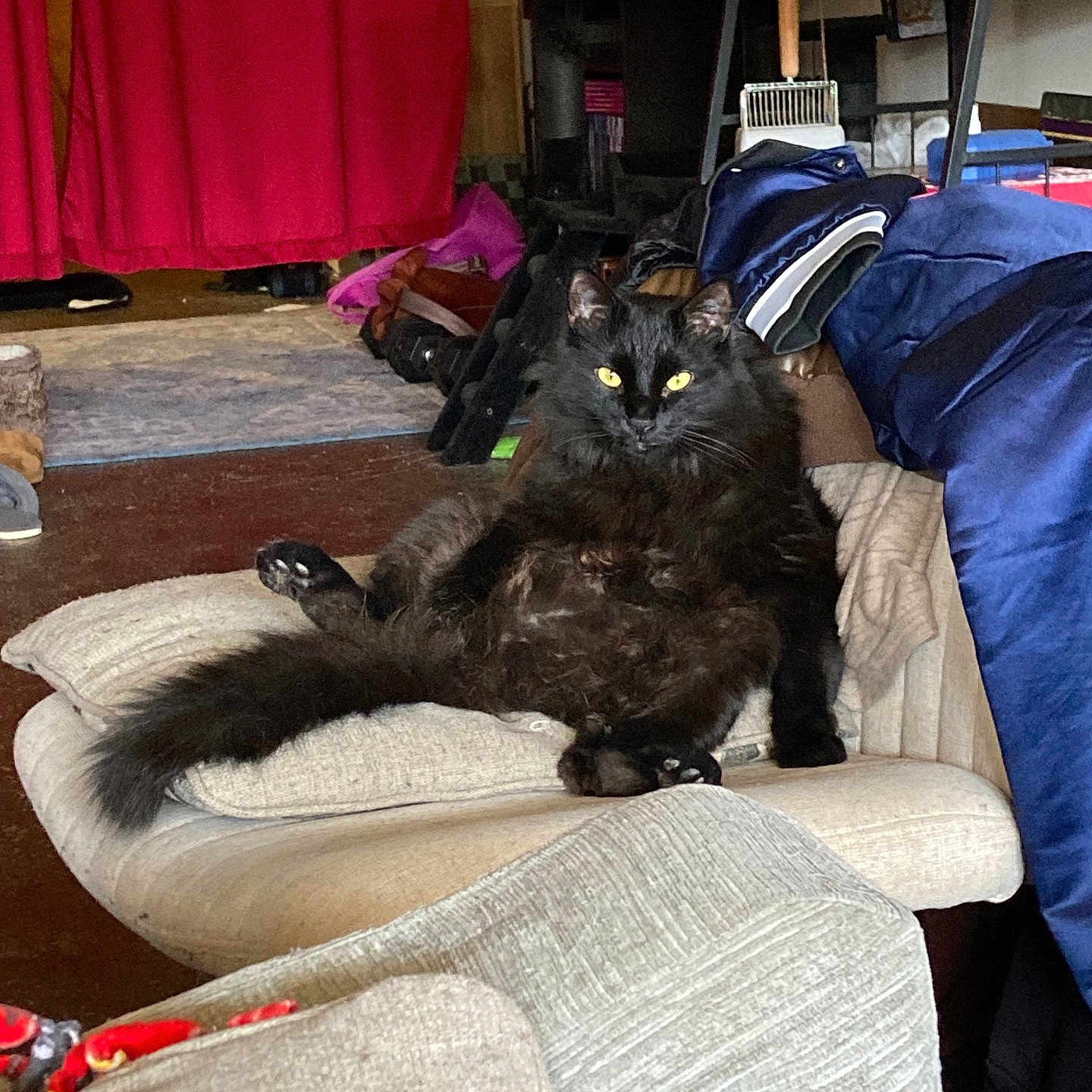 Volodymyr Zelensky is registered to the contest to win money with this photo: animal, black_cat, cat, chair, cozy, cushion, domestic, fluffy, fur, furniture, household, indoor, looking_at_camera, mammal, pet, relaxed, resting, room, sitting, yellow_eyes