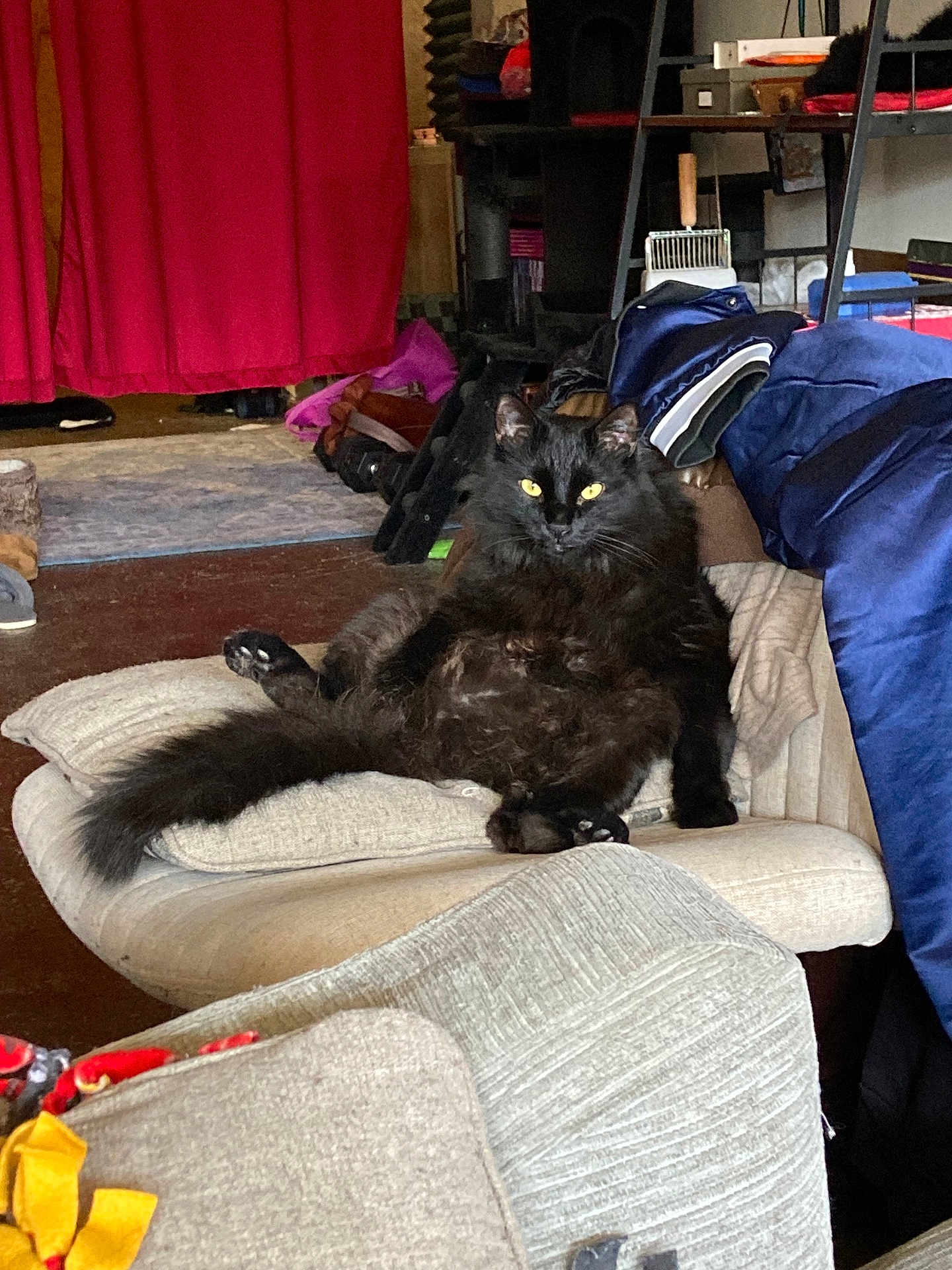Volodymyr Zelensky is registered to the contest to win money with this photo: cat, black_cat, fluffy, yellow_eyes, cushion, chair, indoor, furniture, relaxed, pet, animal, cozy, room, sitting, looking_at_camera, household, domestic, fur, mammal, resting