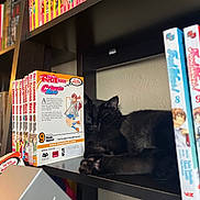 Volodymyr Zelensky joined the competition — help win amazing prizes! cat, black_cat, sleeping, bookshelf, manga, books, indoor, cozy, resting, feline, pet, quiet, shelf, literature, collection, relaxing, animal, paw, fur, home