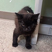 Seymour joined the competition — help win amazing prizes! black_kitten, cat, kitten, floor, door_frame, green_wall, indoor, pet, animal, small_animal, curious, standing, one_eye_closed, shadow, young, fur, whiskers, cute, domestic_cat, alone