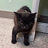 black_kitten, cat, kitten, floor, door_frame, green_wall, indoor, pet, animal, small_animal, curious, standing, one_eye_closed, shadow, young, fur, whiskers, cute, domestic_cat, alone