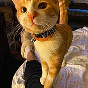 Hercules is registered to the contest to win money with this photo: cat, orange_cat, white_cat, collar, bell, pet, indoor, bed, blanket, human_leg, curious, whiskers, feline, closeup, paw, tail, domestic_animal, cozy, attention, animal