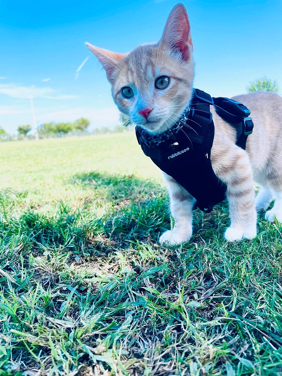 Knox joined the competition — help win amazing prizes! carnivore, cat, dog_breed, domestic_short_haired_cat, electric_blue, fawn, felidae, fur, grass, grassland, happy, meadow, people_in_nature, plant, sky, small_to_medium_sized_cats, snout, tail, tree, whiskers