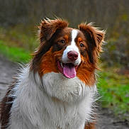 Alya participe au concours pour gagner de l'argent avec cette photo : australian_shepherd, brown_and_white, canine, close_up, dog, domestic_animal, ears, eyes, fluffy_fur, forest, grass, happy, nature, nose, outdoor, path, pet, portrait, tongue_out, trail