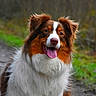 australian_shepherd, brown_and_white, canine, close_up, dog, domestic_animal, ears, eyes, fluffy_fur, forest, grass, happy, nature, nose, outdoor, path, pet, portrait, tongue_out, trail