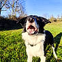 Rocky a rejoint le concours — aidez-le/la à gagner de superbes lots ! dog, border_collie, black_and_white, grass, outdoor, daylight, animal, pet, playful, open_mouth, happy, nature, blue_sky, trees, collar, canine, fur, ears, shadow, field