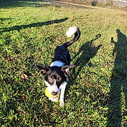 Rocky a rejoint le concours — aidez-le/la à gagner de superbes lots ! dog, ball, grass, field, outdoor, sunlight, shadow, black_and_white, playful, pet, nature, animal, active, daytime, happy, canine, fetch, walking, tail, ears