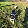 dog, ball, grass, field, outdoor, sunlight, shadow, black_and_white, playful, pet, nature, animal, active, daytime, happy, canine, fetch, walking, tail, ears
