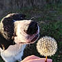 Rocky a rejoint le concours — aidez-le/la à gagner de superbes lots ! dog, dandelion, hand, outdoor, nature, close_up, sniffing, black_and_white, pet, grass, sunlight, flower, animal, whiskers, portrait, curious, greenery, daylight, muzzle, canine