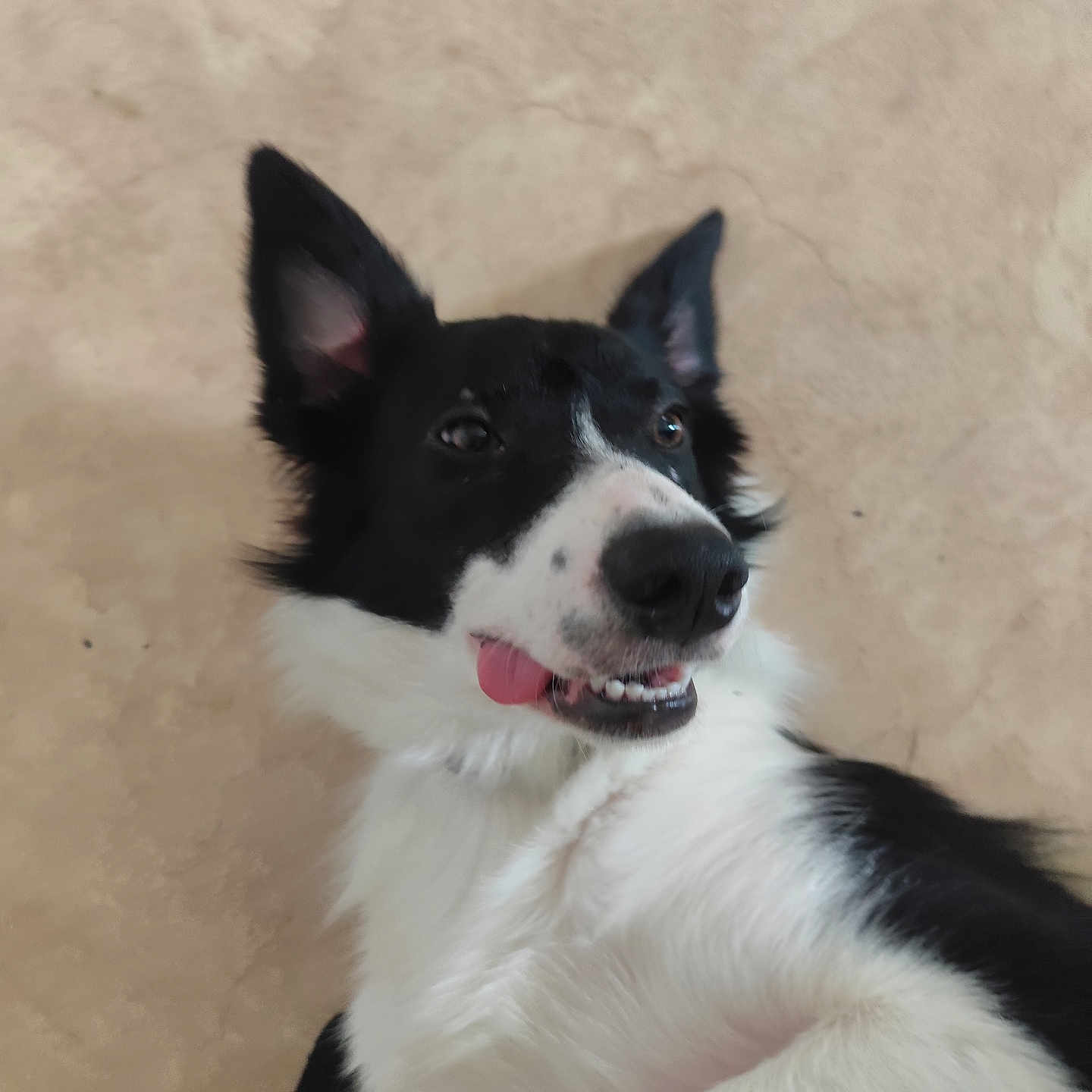 Rocky participe au concours pour gagner de l'argent avec cette photo : animal, black_and_white, canine, closeup, cute, dog, domestic, ears, expression, face, fur, indoor, lying_down, nose, pet, playful, snout, teeth, tongue_out, whiskers