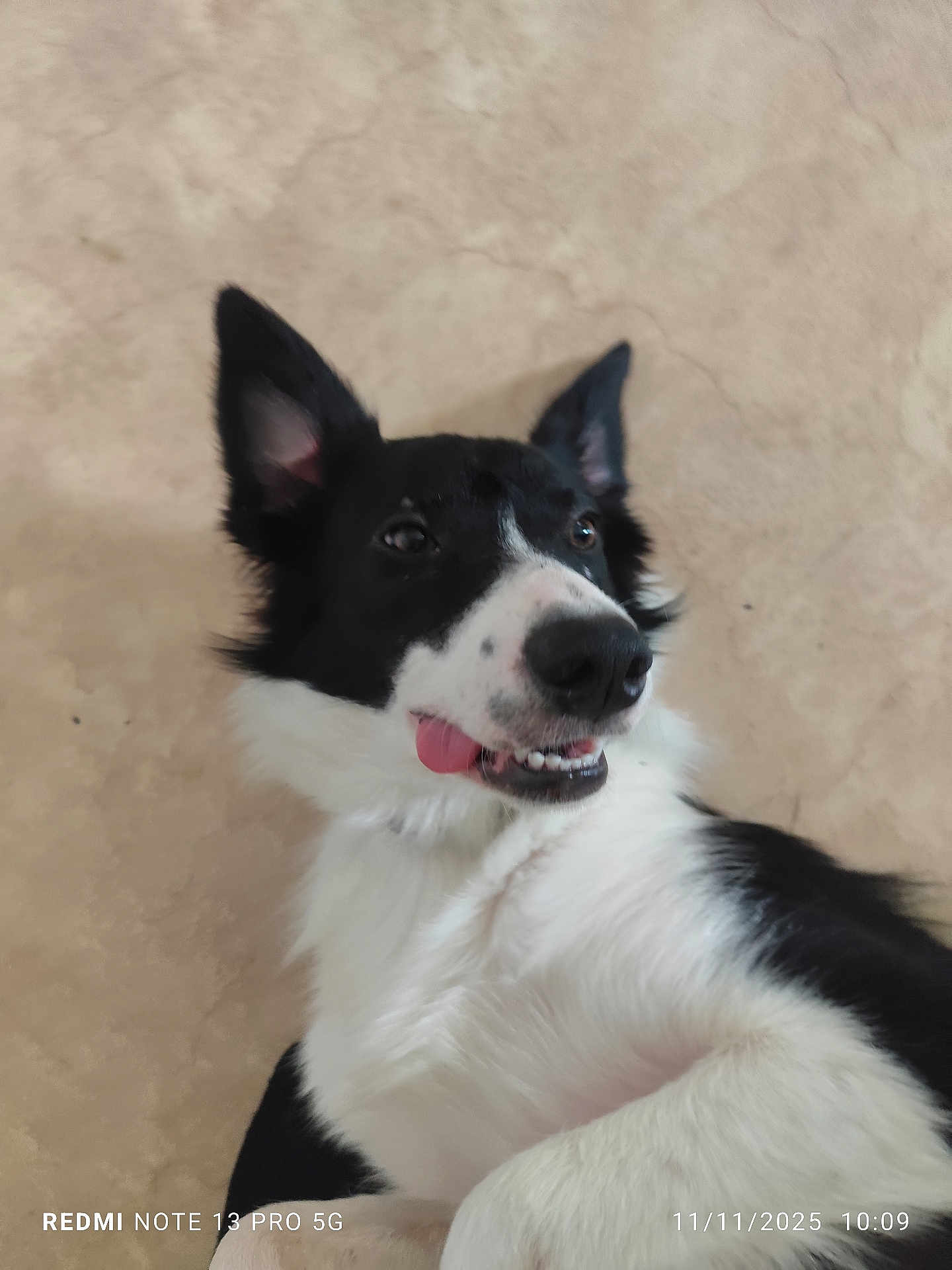 Rocky participe au concours pour gagner de l'argent avec cette photo : dog, black_and_white, tongue_out, lying_down, playful, pet, canine, fur, ears, snout, animal, cute, domestic, face, whiskers, nose, teeth, indoor, closeup, expression