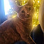 Kleo joined the competition — help win amazing prizes! cat, feline, pet, christmas_tree, holiday_lights, indoor, cozy, warm_lighting, curious, animal, fur, ears, whiskers, closeup, sitting, domestic_cat, decorations, soft_focus, background_lights, festive